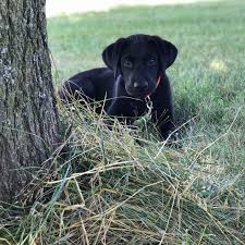 If You Love Labradors Visit Our Blog Labrador Labradorretriever Labradorcentral Retriever L Black Lab Puppies Labrador Retriever Black Labrador Retriever