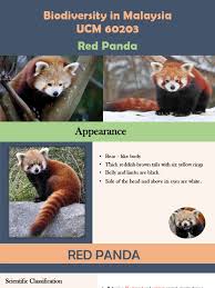 Red panda wildlife animals from sikkim. Red Panda Giant Panda Nature
