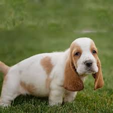Basset hounds have such a distinctive appearance. Basset Hounds Doggear