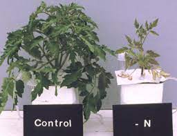 Not all the microbes can proliferate in the same manner in the thin layer of soil. Cdfa Frep Ca Fertilization Guidelines Processing Tomatoes