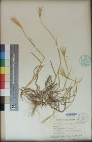 Image result for Chloris pycnothrix