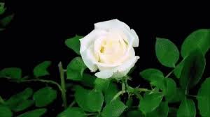 We did not find results for: Beautiful Blooming Flowers Flower Time Lapse On Make A Gif