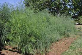 Pin On How Does Your Garden Grow
