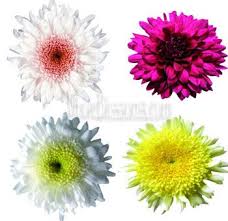 Choose from a huge selection of artificial flowers in uae at best prices. Cremon Mum Flowers Wholesale Flowers Flowers For Sale Mums Flowers