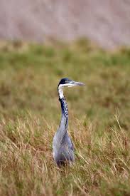 Image result for Basananthe sandersonii