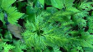 Image result for Trichomanes