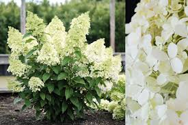 Image result for Gaertnera paniculata