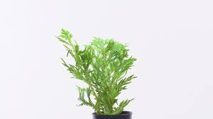 Image result for Selaginella nivea