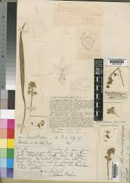 Image result for Polystachya villosa