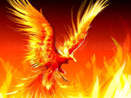 Only one phoenix was said to have lived at a time. Burning Habitat Profound Truth From A Real Fire Bird My Wisconsin Woods