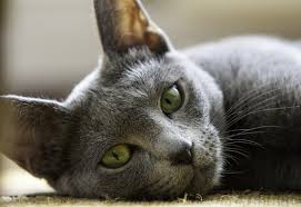 The russian blue cat breed is named for their iconic blue coat, which is short, thick, and plush. Russian Blue Kittens For Sale Cats For Adoption Sweetie Kitty 2021