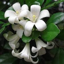 Murraya hedges, botanical name murraya paniculata should be planted about 30 centimeters to 50 centimeters apart, depending on the desired density. Orangenraute Murraya Paniculata Pflanze Kaufen