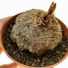 Image result for Eriospermum abyssinicum