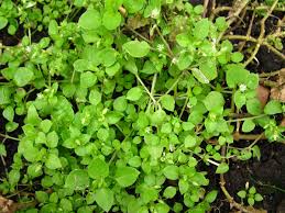 These images can aid in identifying this plant. Stellaria Media Izobrazhenie Osobi Plantarium