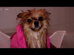 Kopekler Yikanir Mi Pomeranian Boo Nasil Banyo Yaptirilir Pomeranian Kopegimizi Yikadik Youtube