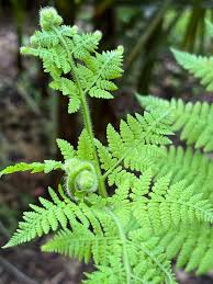 Image result for Hypolepis