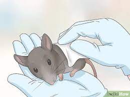 3 Ways To Care For An Injured Pet Mouse Wikihow