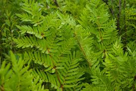 Image result for Osmundaceae