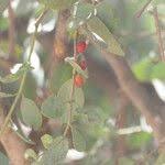 Image result for Tapinanthus oleifolius