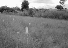 Image result for Habenaria peristyloides