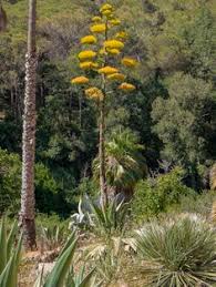 Der Kakteengarten Pinya De Rosa In Blanes Die Groaÿe Kakteenvielfalt Mediterrane Pflanzen Mediterraner Garten Botanischer Garten