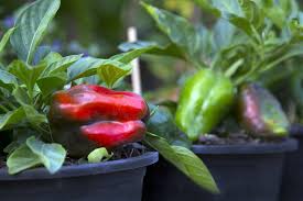 Bell pepper plants need a pot that will hold at least 2 gallons of potting soil. Growing Bell Peppers In Pots Is Easy As Pie