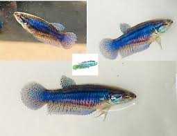When you see female betta in the wild on documentaries and such, they're more peaceful and give the. Wild Betta Mahachai Hybrid Female Live Betta Fish 20 00 Picclick