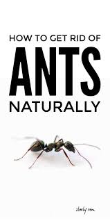 Get Rid Of Ants Naturally In 2020 Get Rid Of Ants Rid Of Ants Ant Repellent