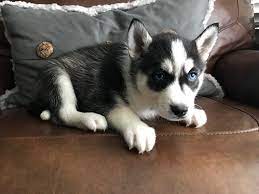 Siberian Husky Puppy Mini Husky Burch Kennel Club Huskies Indiana Baby Animals Funny Baby Animals Siberian Husky Puppy