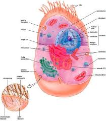 Structures In Human Cells Cellular Organization Biology Facts Cell Structure Human Body Anatomy