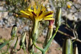 Image result for Launaea