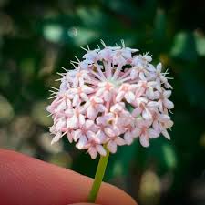 Image result for Psychotria auxopoda