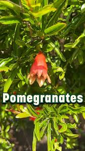 Image result for Punica granatum