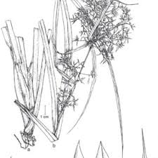 Image result for Rhynchospora gracillima