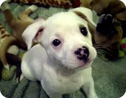 To get a full picture of what you could expect from your australian shepherd mix puppy, it's important to ask the breeder about the other parent breed in the mix. Australian Shepherd Boxer Mix Puppies Adopted Adopted Puppy Tracy Ca Boxer Australian Shepherd Mix Boxer Mix Puppies Boxer Mix Boxer