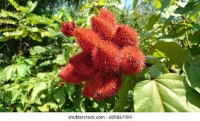 Image result for Bixa orellana