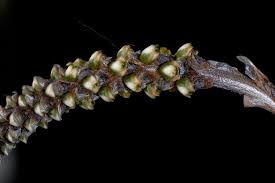 Image result for Disa satyriopsis