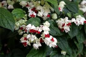 Image result for Clerodendrum