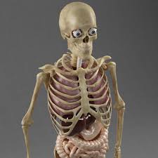 Jul 21, 2016 · related posts of anatomy of internal organs male abdominal anatomy pictures. 3d Model Anatomy Internal Organs Male Cgtrader