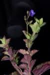 Image result for Veronica abyssinica