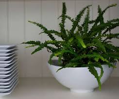The lighting requirements of your boston fern will depend on whether you are growing it indoors or outdoors, as well as the season. 10 Best House Plants For Low Light Spots Top Indoor Plants Best Air Filters For Home