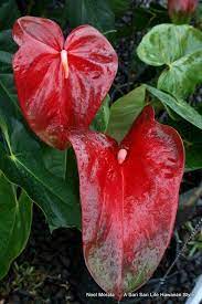 A Plant Fanatics Discoveries At The Farmers Market Anthurium Plant Variegated Plants Plants