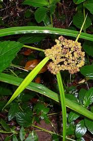 Image result for Hypolytrum