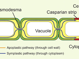 Check spelling or type a new query. What Are Plasmodesmata