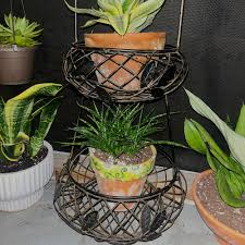 Image result for Euphorbia neoglaucescens