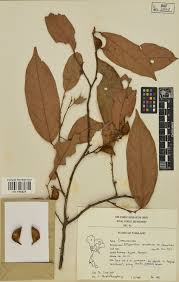 Image result for Ellipanthus