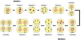 What Is A Meiosis Phases Diagram Quora Mitosis Biology