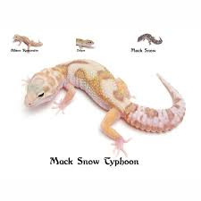 Black And White Leopard Gecko Drawing Leopard Gecko Mack Snow Typhoon Leopard Gecko Gecko Leopard Gecko Morphs