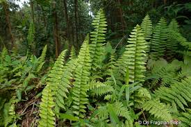 Image result for Nephrolepis