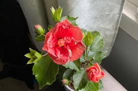 Image result for Hibiscus pusillus